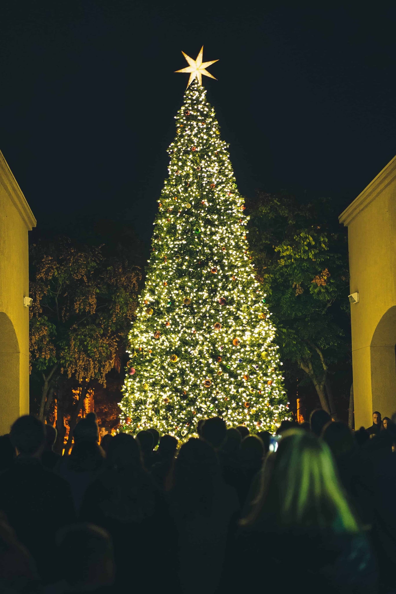 When to put your Christmas Tree up?